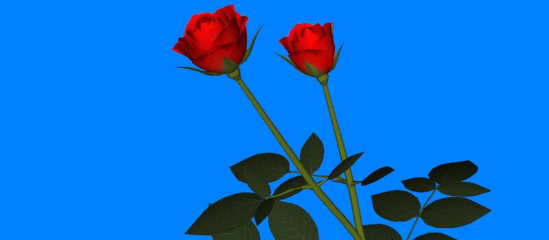 WebGL Rose