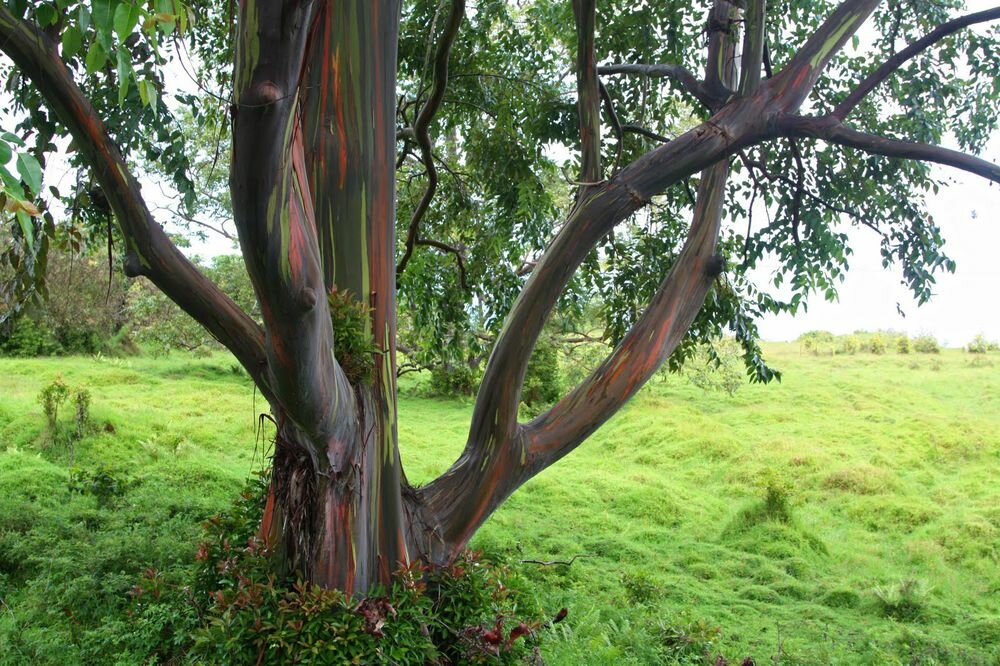Rainbow Eucalyptus trees 2