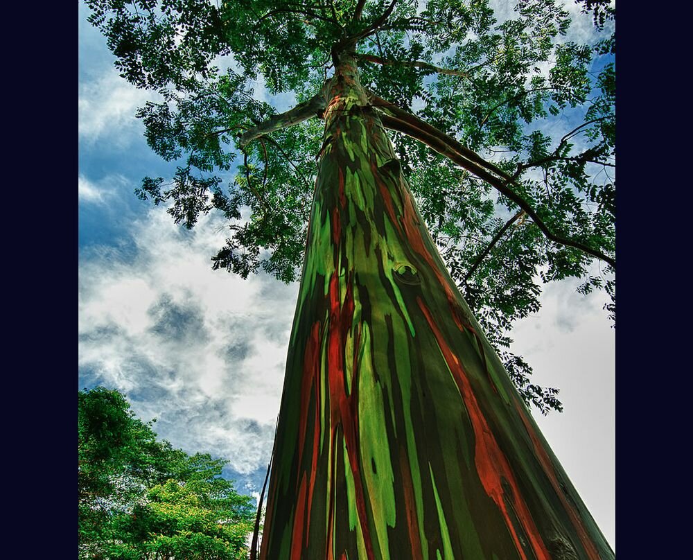 Rainbow Eucalyptus trees 1